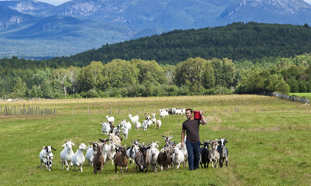 Un champ dans Charlevoix avec des animaux